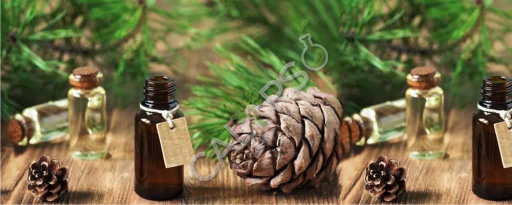Buy Cedarwood Essential Oil